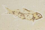 Two Detailed Fossil Fish (Knightia) - Wyoming #177322-2